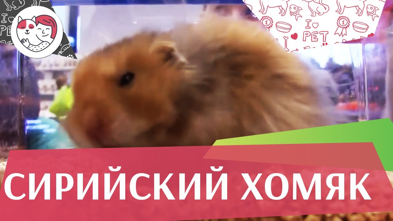 питомцы кукол лол Сирийский хомяк на ilikepet