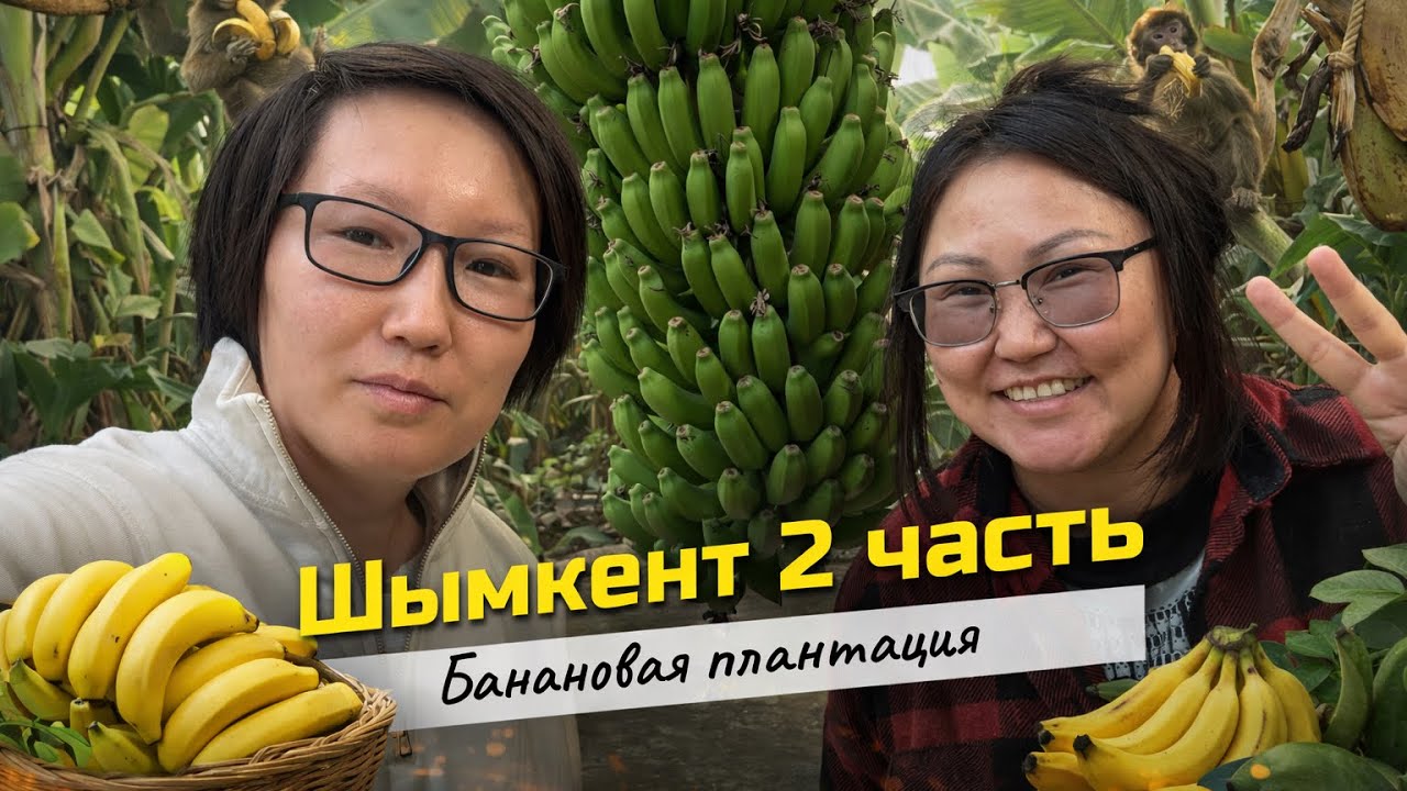 VLOG: Шымкент 2. Банановая плантация