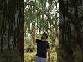 The Miracle Tree: Nature’s superfood #Moringa #DrumstickTree #NatureVibes #OrganicFarming