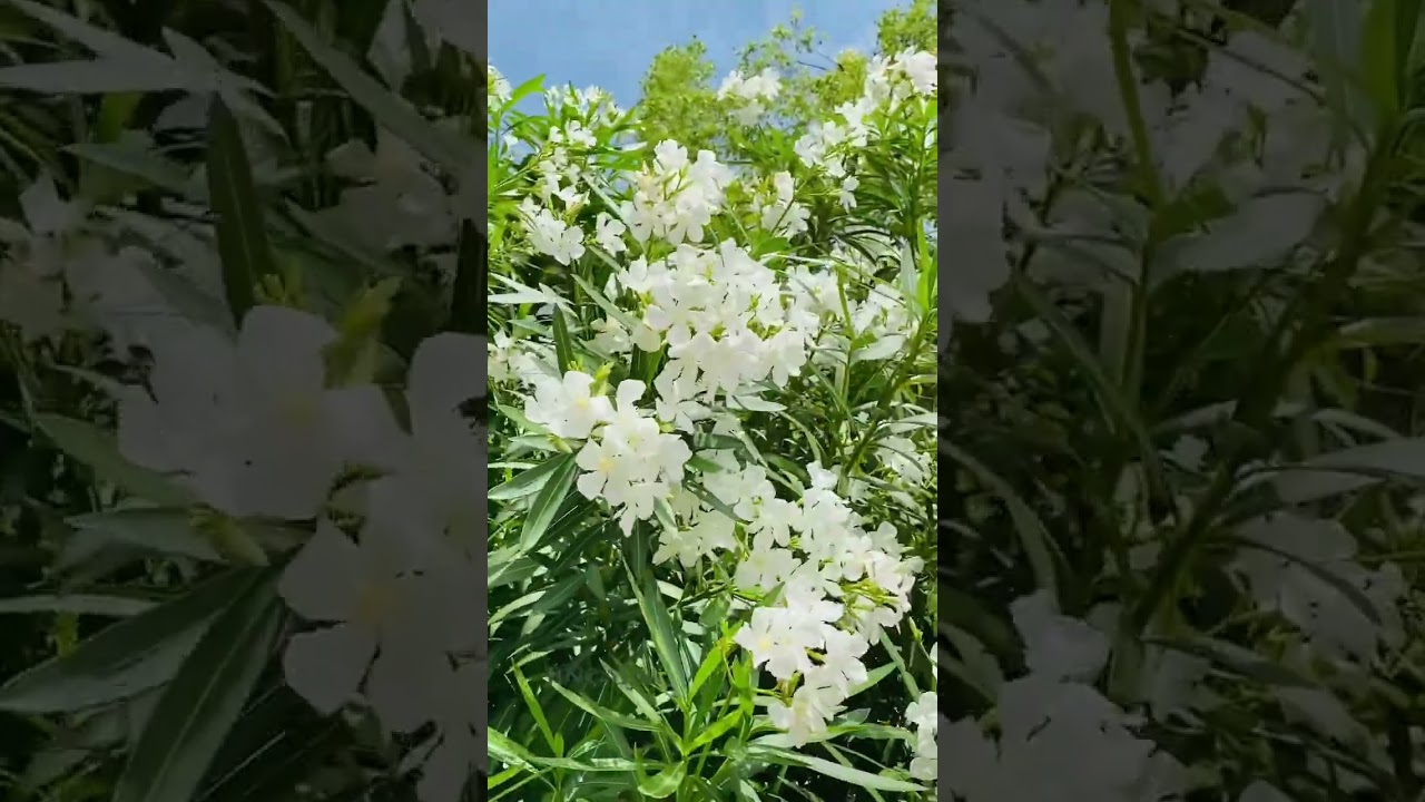 Pure Beauty of White Blossoms 🌼✨