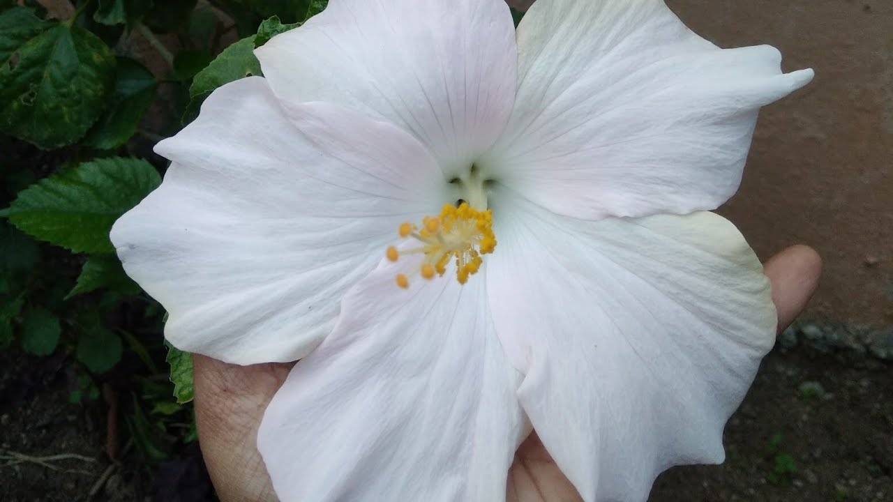 Root bound and root trimming of Hibiscus DOs and DONTs. YouTube