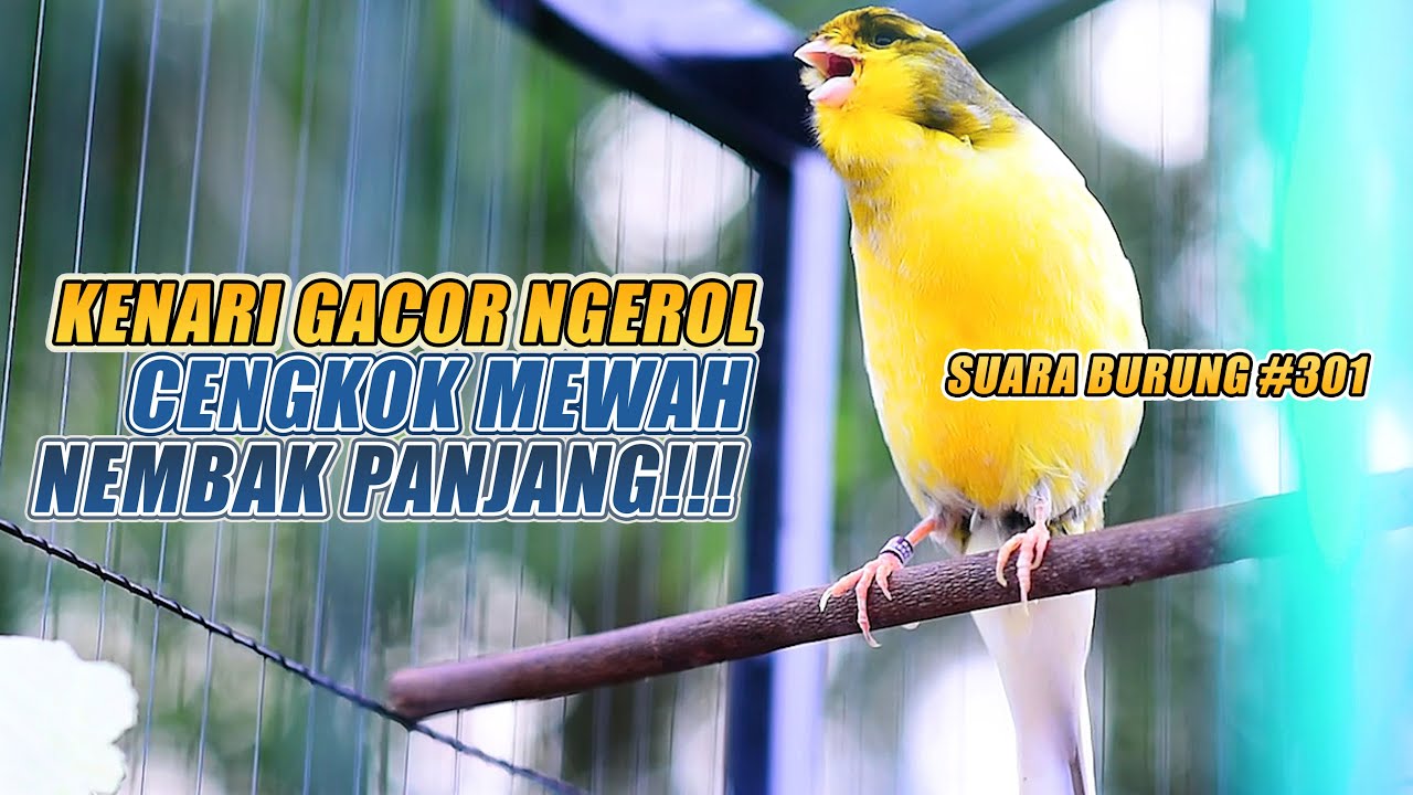 SUARA BURUNG |301| Kenari GACOR PANJANG INI Cocok untuk Masteran KENARI PAUD dan Kenari Macet BUNYI