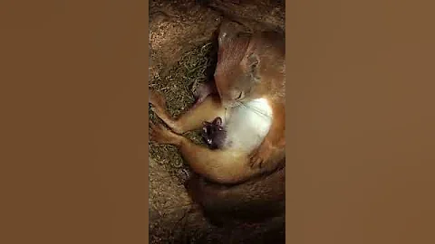 мама белка рожает детёныша смотрите как сама принимает роды