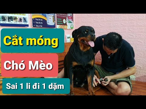 Video: Đóng đinh Nó! 5 Mẹo để Cắt Móng Cho Chó Không Bị Căng Thẳng