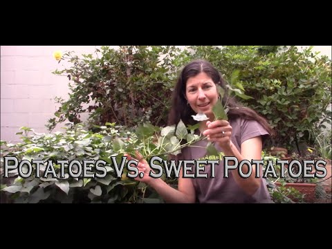 Wideo: Czy słodkie ziemniaki to to samo co słodkie ziemniaki?