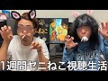 【実写】1週間ヤニねこ視聴生活をしたら様々なねこが登場しオリジナルキャラチoニーねこが誕生した