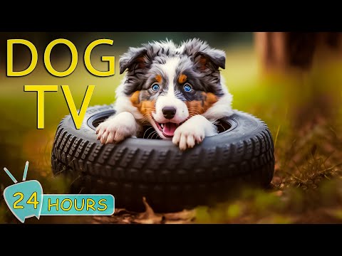 DOG TV: The Best Entertaining Video for Dogs - Keep Your Dogs Happy and Relax When Home Alone