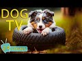 Dog tv the best entertaining for dogs  keep your dogs happy and relax when home alone