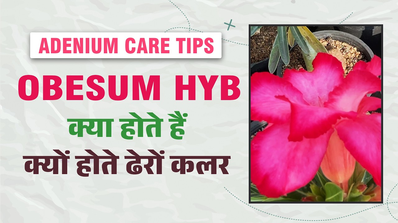 Что такое гибрид адениума (Adenium Obesum) и почему у него так много цветов? | Гибрид адениума (A...