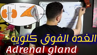 #أحياء_تالته_ثاتوى | الغدتان الكظريتان | هرمونات القشره والنخاع🤯🥰✌