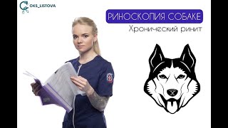 РИНОСКОПИЯ СОБАКЕ - Хронический ринит