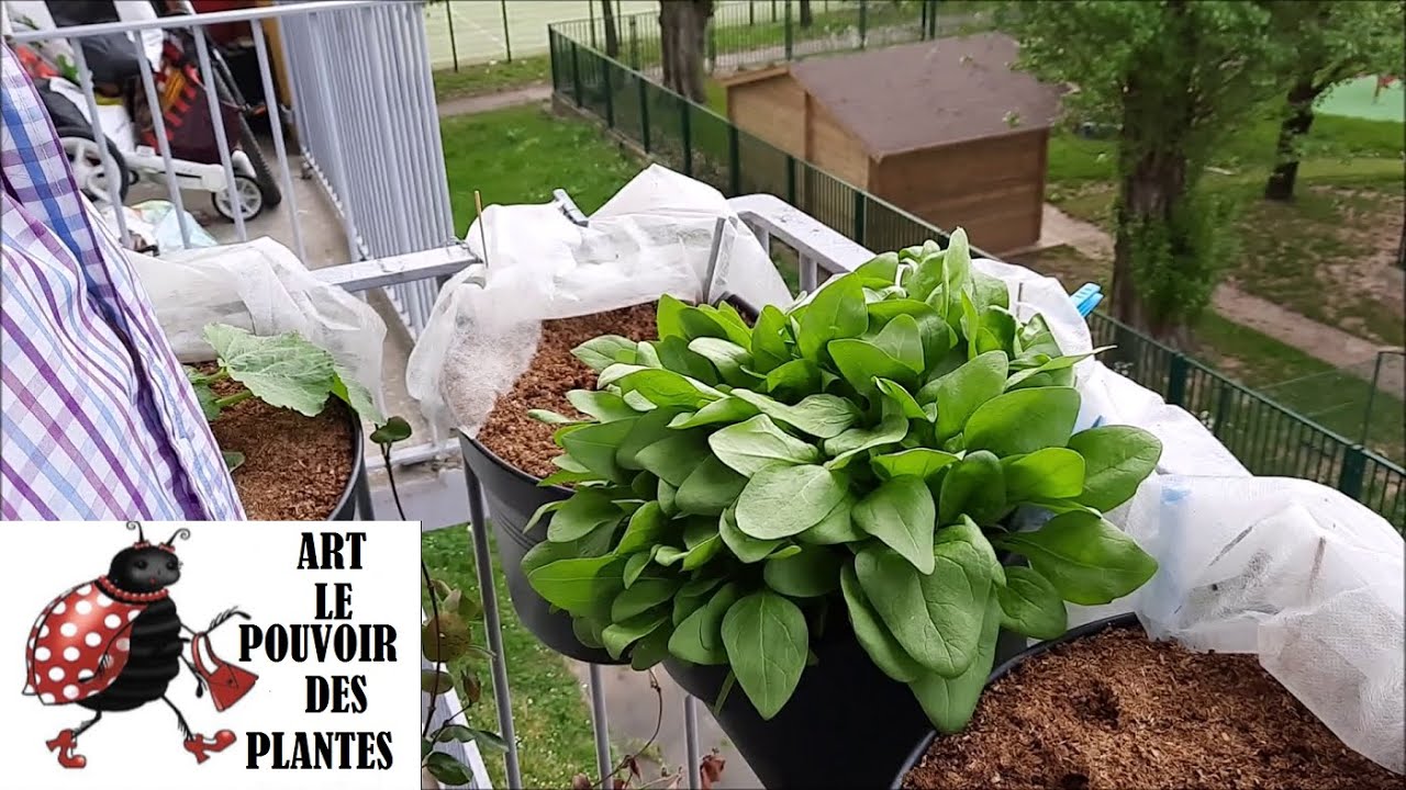 Potager sur balcon: Semis d'épinard: culture, arrosage, récolte