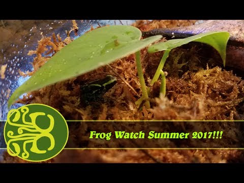 tadpole pelicula completa Frog Watch [Summer 2017] - The Second One