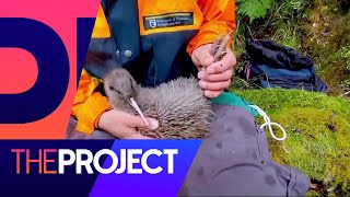How dogs are trained to be Kiwi-safe | The Project NZ