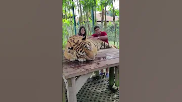 Sudden Tiger Attack At Thailand Zoo While Filming 