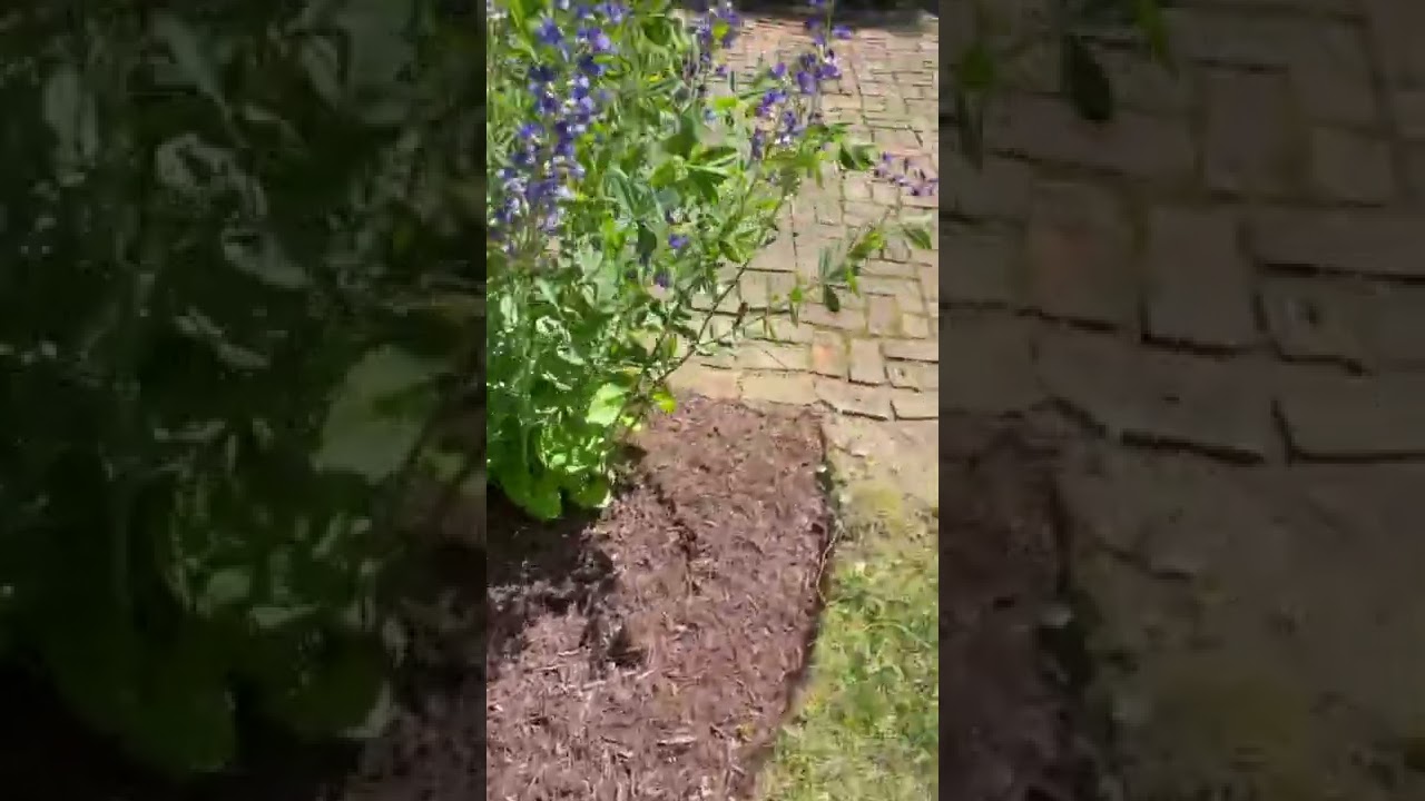 Back yard cleanup and put coco brown mulch