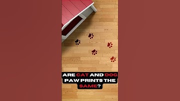 Are cat and dog paw prints the same #shorts #viral #dog #cat