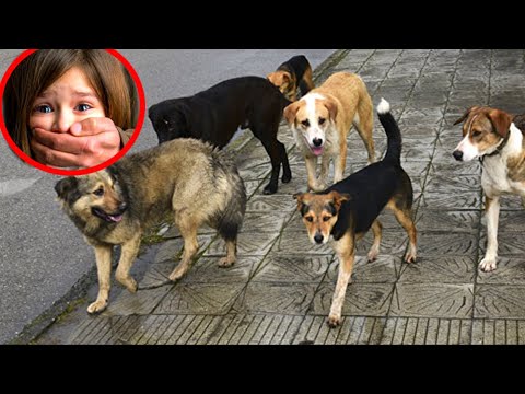 Видео: Какая-то жестокая дыра похоронила собаку заживо. Карма нанесла ответный удар