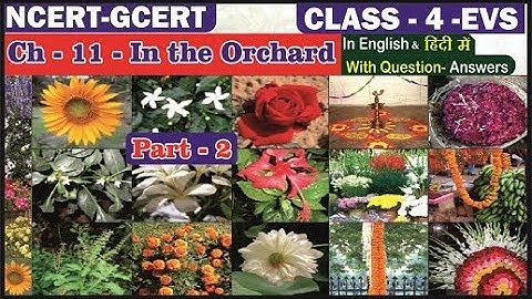 In The Orchard II Class 4 EVS ll Chapter 11 II Part 2