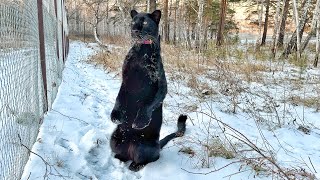 The last snow in the village of Luna the panther😸(ENG SUB) by Luna_the_pantera 84,790 views 2 weeks ago 9 minutes, 48 seconds