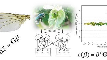 James Cheverud: The evolution of the genotype-phenotype map