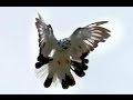Pigeons Nikolaevskie (Clip 3) / Голуби Николаевские (Клип 3)