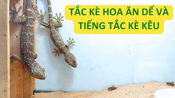 Tắc Kè Hoa Ăn Dế Và Nghe Tiếng Tắc Kè Kêu - Tokay Gecko Eat Crickets And Gecko Sound Effect