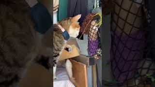 How Big Chungus spent her day in the van, part 29 #vanlife #lifeontheroad #shorts