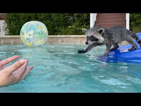 Baby Raccoon's First Swim Lesson!