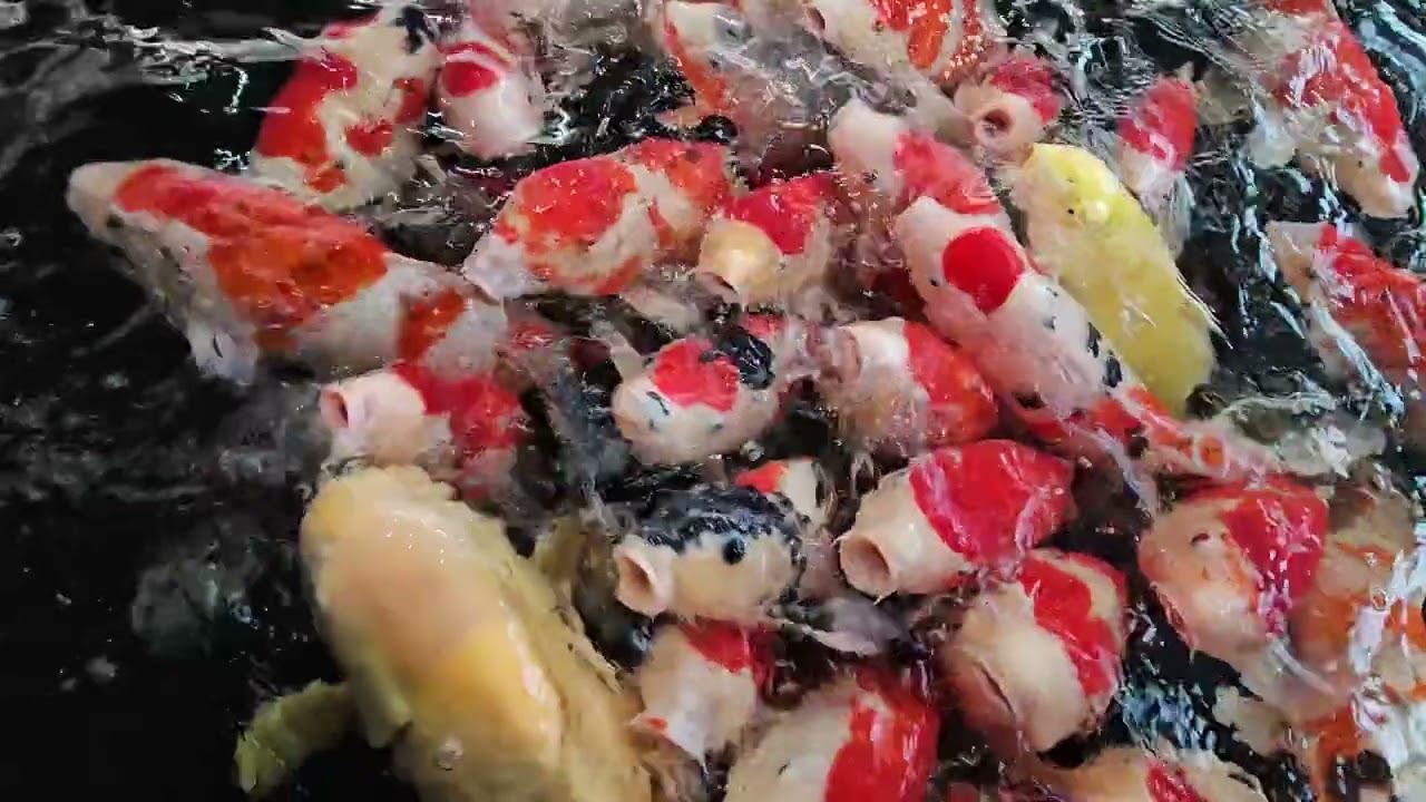 ​Living Jewels Worth $1,000,000?! | Japan's Most Expensive Koi Fish