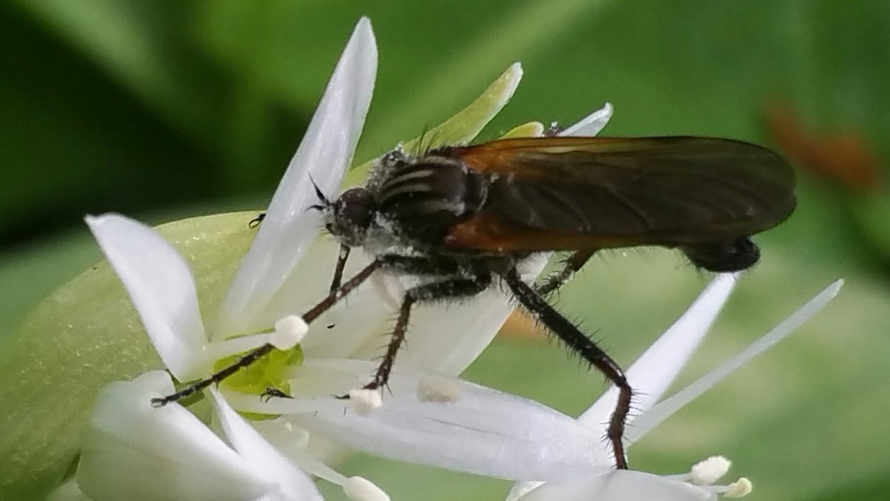 Grote dansvlieg op daslook