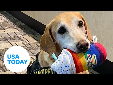 Explosive sniffing TSA dog retires from service, showered in chew toys | USA TODAY