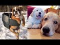 「絶対に笑う」あり得ないことをする犬★おもしろい犬のハプニング, 失敗画像集 #32