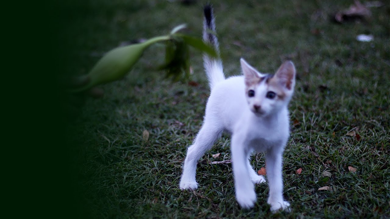 Most Beautiful CAT IN BANGLADESH YouTube