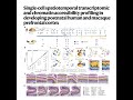 946-Spatiotemporal in developing postnatal prefrontal cortex
