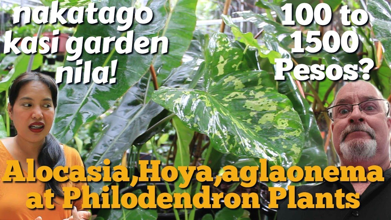 RARE PLANT SHOPPING SA LOS,BANOS LAGUNA MAGKANO NGA BA ANG MGA RARE