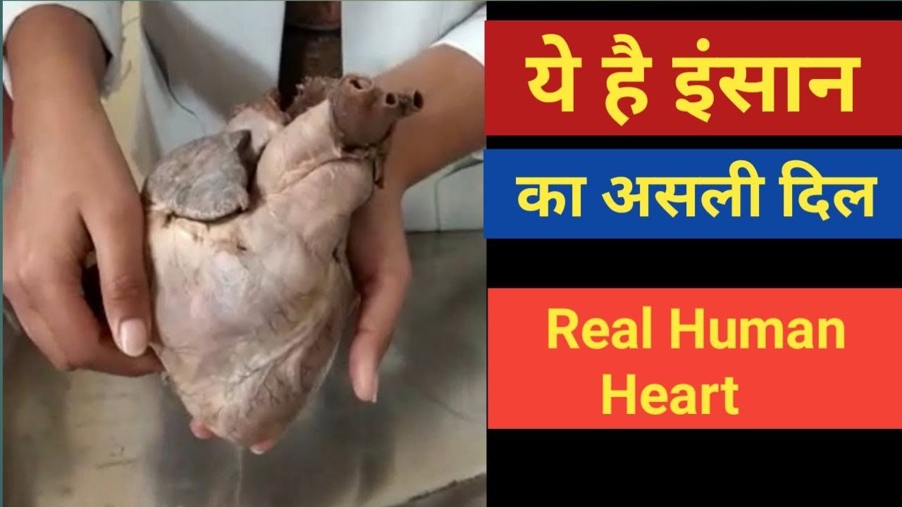 Real Human Heart | Explained by MBBS Students - YouTube