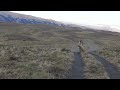 Puma stalking and killing a guanaco in torres del paine national park southern chile