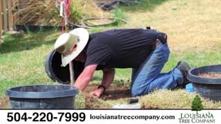 Louisiana Tree Company | Tree Removal/Pruning, Planting & Fertilization Services | New Orleans, LA