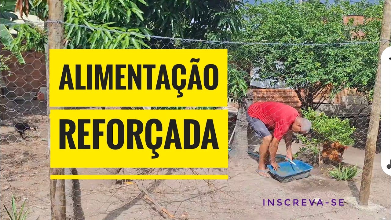 Alimentação reforçada e tratamento em dia no galinheiro.