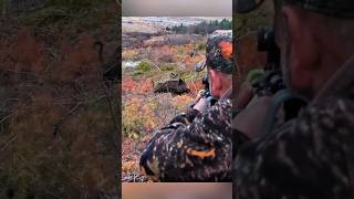 🎯 Точность и хладнокровие | Лучшая охота на кабана #охота #весенняяохота #wildlife #кабан #лесной