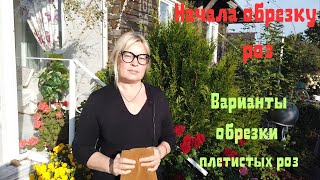 видео: Начала обрезку роз. Варианты обрезки плетистых роз. Ответы на вопросы. картинка: Начала обрезку роз. Варианты обрезки плетистых роз. Ответы на вопросы.