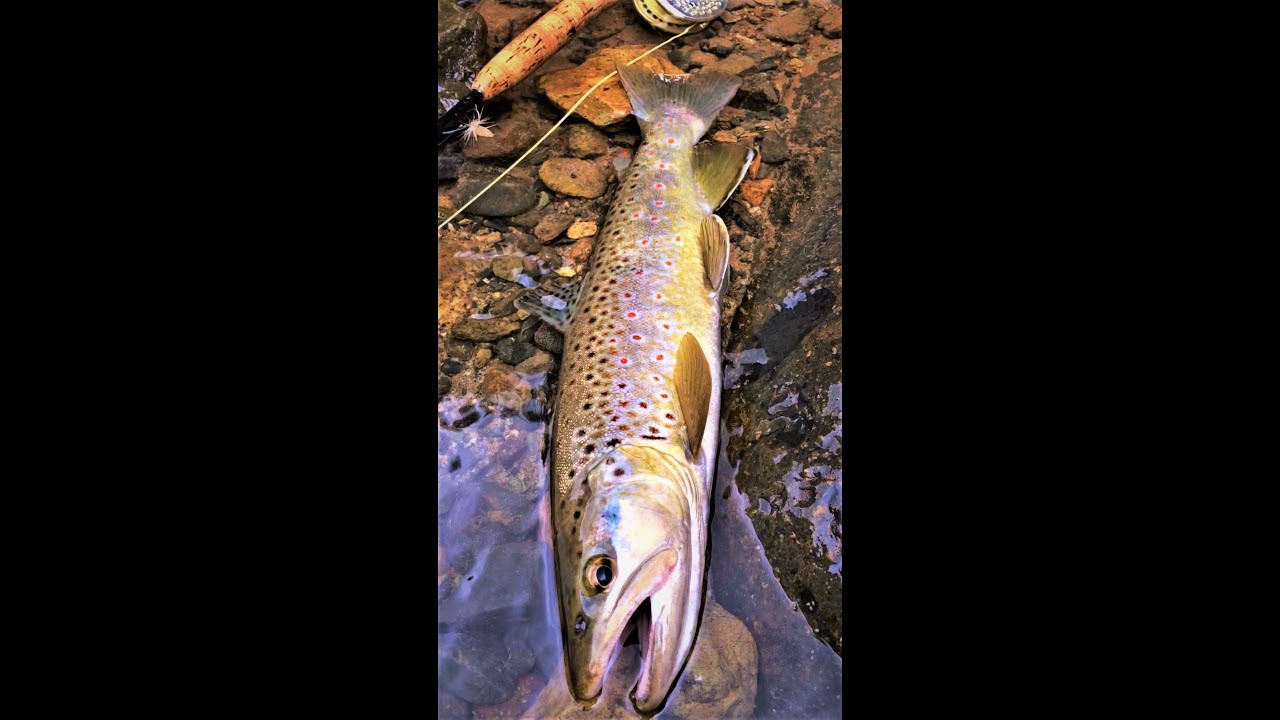 フライフィッシング動画ブログ “クレオール・THE・ムービー”