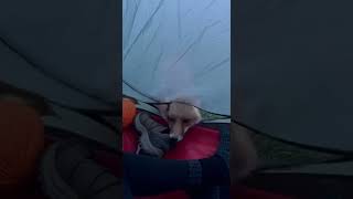 Camper gets his boot stolen by a friendly fox #wildanimals #wildlife #camping #fox #animals