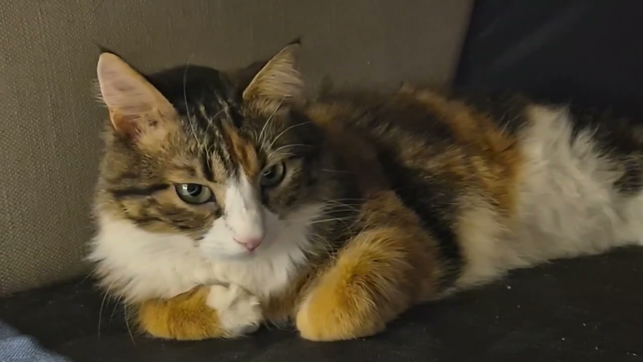 Нежное Мурлыканье Кошки. Для расслабления и сна.