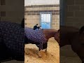 Funny Cat And HorseЁЯШАЁЯША Cats Horse Funnycat Funnyanimals Pets Funnyvideos Funny Cat And HorseЁЯШАЁЯША Cats Horse Funnycat Funnyanimals Pets Funnyvideos