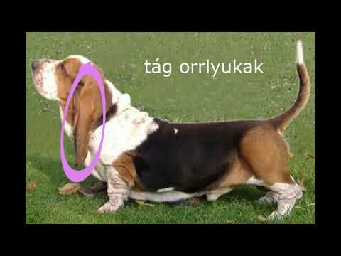 Videó: Basset Hound Kutyafajta Hipoallergén, Egészségi és élettartamú