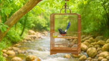 4K Forest Birdsong 2 - Birds Sing in the Woods - No Loop Realtime Birdsong - Relaxing Nature Video