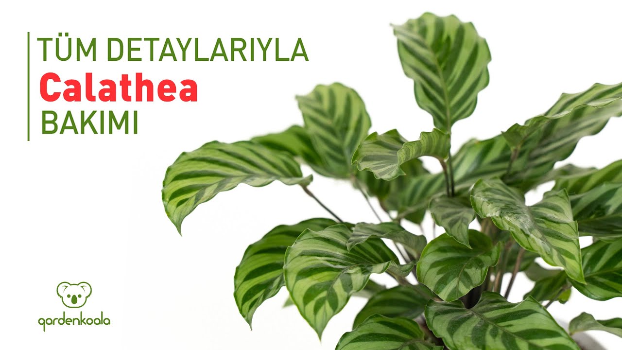Tüm Detaylarıyla Calathea - Dua Çiçeği Bakımı (Gardenkoala)
