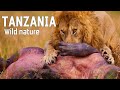Wild tanzania  ruthless nature and ancient tribes